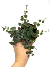 Load image into Gallery viewer, Codonanthe Devosiana &#39;Paula&#39;