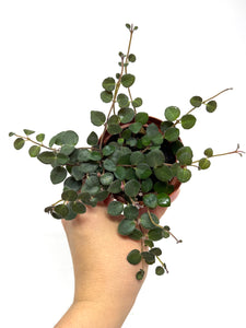Codonanthe Devosiana 'Paula'