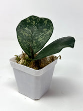 Load image into Gallery viewer, Hoya Obovata Splash