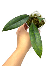 Load image into Gallery viewer, Hoya Finlaysonii ‘Angel’