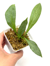 Load image into Gallery viewer, Hoya Nicolsoniae New Guinea Ghost