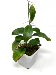 Hoya Merrillii