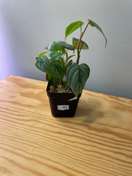 61. Philodendron Sodiroi Ornatum