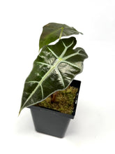 Load image into Gallery viewer, Alocasia Amazonica Variegated B