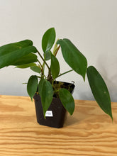 Load image into Gallery viewer, 102. Philodendron sp.