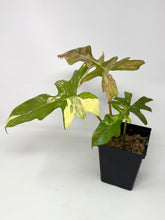 Load image into Gallery viewer, Philodendron Florida Beauty x Mayoi