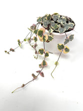 Load image into Gallery viewer, Ceropegia Woodii Variegated ‘String of Hearts’