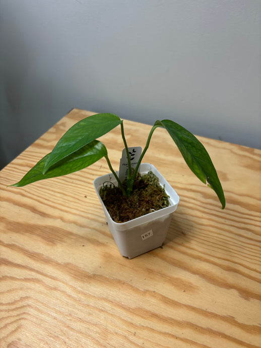 157. Epipremnum Pinnatum Albo Variegated (reverted)