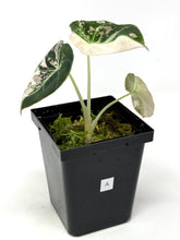 Load image into Gallery viewer, Alocasia Black Velvet Variegated A