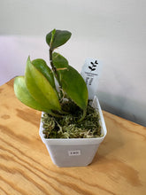 Load image into Gallery viewer, 140. Hoya Sunrise