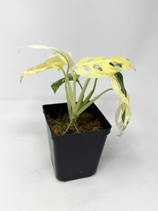 Monstera Adansonii Albo Variegated D