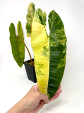 Load image into Gallery viewer, Philodendron Billietiae Variegated A