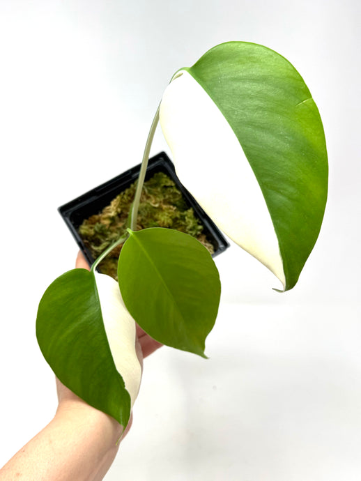 Monstera Deliciosa Albo Variegated B