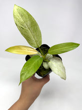 Load image into Gallery viewer, Philodendron Whipple Way A