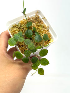 Dischidia Hirsuta