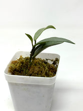 Load image into Gallery viewer, Hoya Wilbur Graves Silver D