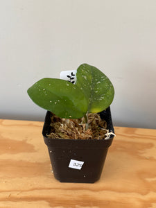329. Hoya Carnosa Oval Splash