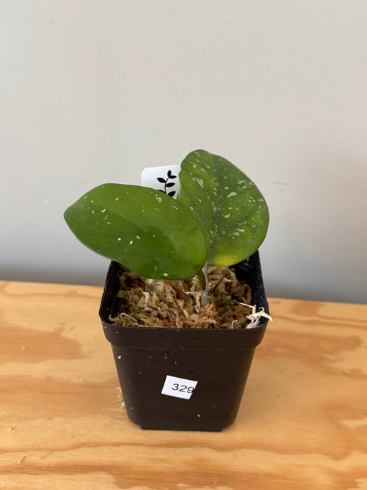 329. Hoya Carnosa Oval Splash