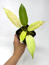 Load image into Gallery viewer, Philodendron Whipple Way C