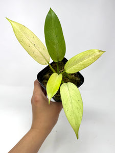 Philodendron Whipple Way C