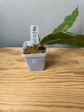 Load image into Gallery viewer, 162. Hoya Undulata Green Leaves