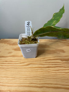 162. Hoya Undulata Green Leaves