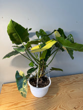 Load image into Gallery viewer, 301. Philodendron Burle Marx Variegated (10” pot)