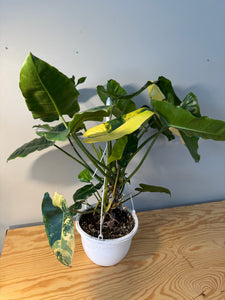 301. Philodendron Burle Marx Variegated (10” pot)