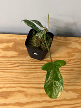 Load image into Gallery viewer, 90. Philodendron Florida Beauty