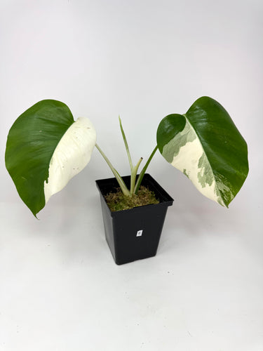Monstera Deliciosa Albo Variegated E