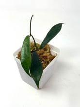 Load image into Gallery viewer, Hoya Rostellata 'Hummingbird'