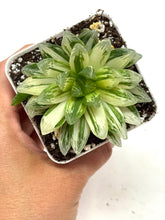 Load image into Gallery viewer, Haworthia Hanabi Variegated (Ships within Canada only)