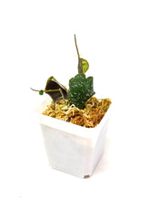 Load image into Gallery viewer, Hoya Imbricata
