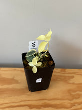 Load image into Gallery viewer, 25. Hoya Cumingiana Variegated