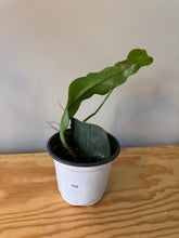 Load image into Gallery viewer, 308. Epiphyllum Oxypetalum ‘Queen of the Night Cactus’ (Ships within Canada only)