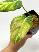 Load image into Gallery viewer, Philodendron Gloriosum Variegated A