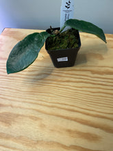 Load image into Gallery viewer, 70. Hoya Meliflua