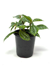 Load image into Gallery viewer, Pilea Cadierei