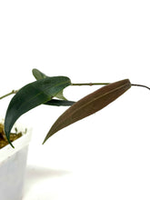 Load image into Gallery viewer, Hoya Brassii