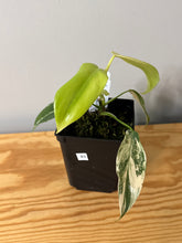 Load image into Gallery viewer, 83. Philodendron Bipennifolium Variegated