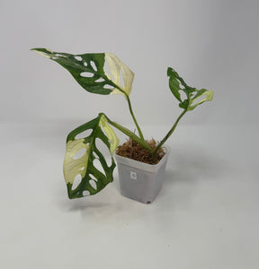 Monstera Adansonii Variegated C