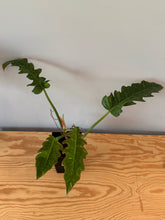 Load image into Gallery viewer, 279. Philodendron Ring of Fire