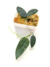 Load image into Gallery viewer, Hoya Thomsonii Splash