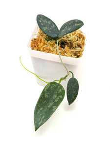 Hoya Thomsonii Splash