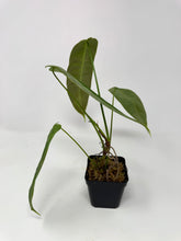 Load image into Gallery viewer, Philodendron Sharoniae