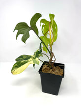 Load image into Gallery viewer, Philodendron Florida Beauty K