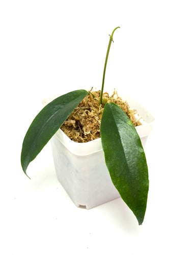 Hoya Macgillivrayi