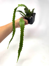 Load image into Gallery viewer, Lepismium Houlletianum ‘Snowdrop Cactus’ (ships within Canada only)