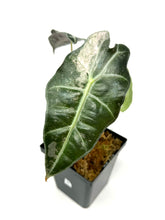 Load image into Gallery viewer, Alocasia Amazonica Variegated B