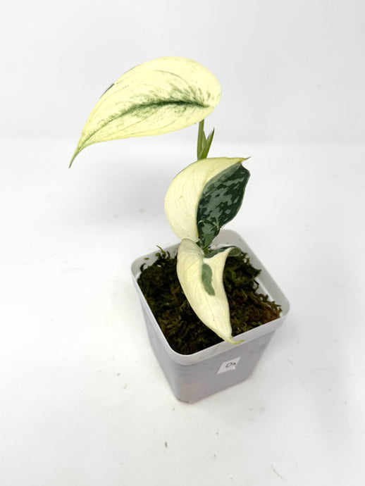 Scindapsus Mayari Variegated D